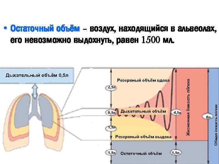 Остаточная емкость легких