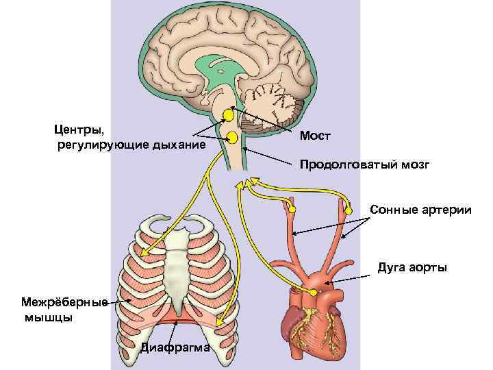 Центры, регулирующие дыхание Мост Продолговатый мозг Сонные артерии Дуга аорты Межрёберные мышцы Диафрагма 