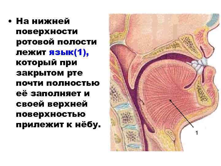  • На нижней поверхности ротовой полости лежит язык(1), который при закрытом рте почти