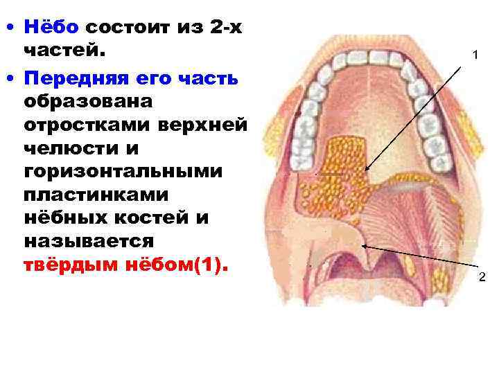 Небная занавеска