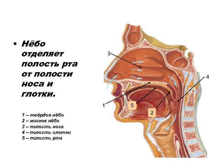  • Нёбо отделяет полость рта от полости носа и глотки. 3 4 1