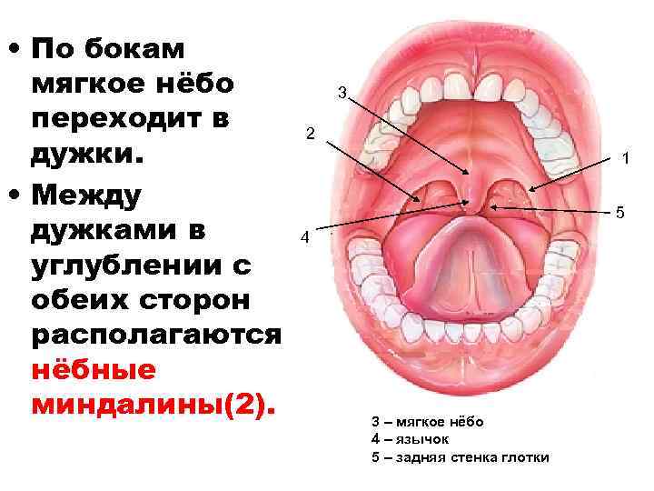 Небные дужки рисунок