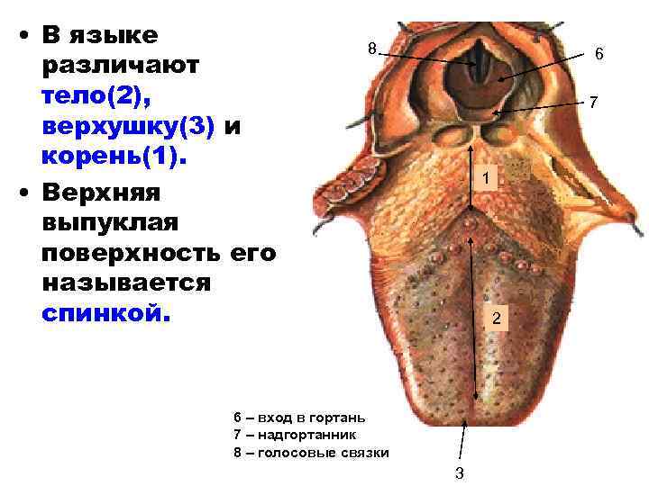  • В языке различают тело(2), верхушку(3) и корень(1). • Верхняя выпуклая поверхность его