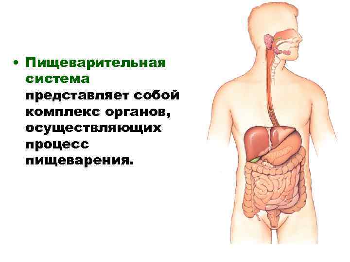 Презентация на тему физиология пищеварения