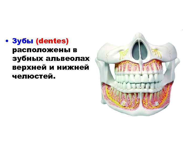  • Зубы (dentes) расположены в зубных альвеолах верхней и нижней челюстей. 