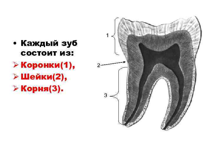  • Каждый зуб состоит из: Ø Коронки(1), Ø Шейки(2), Ø Корня(3). 1 2