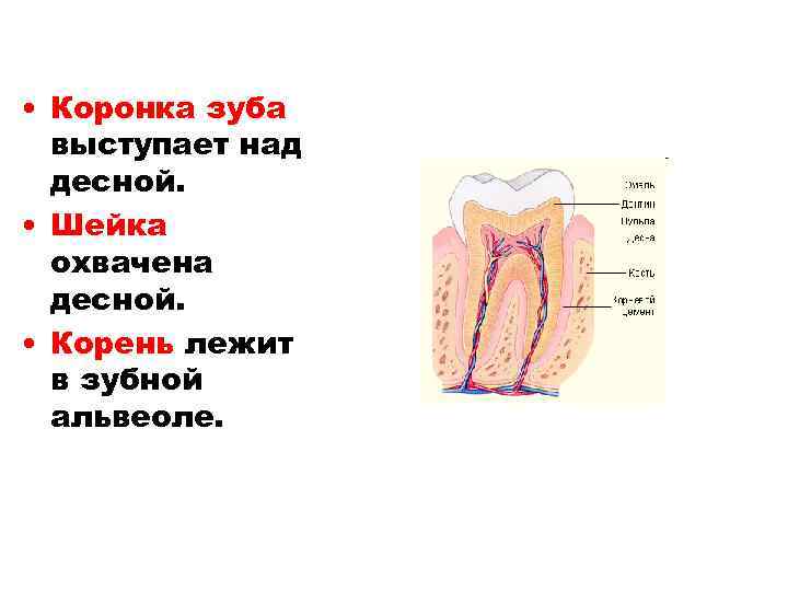  • Коронка зуба выступает над десной. • Шейка охвачена десной. • Корень лежит