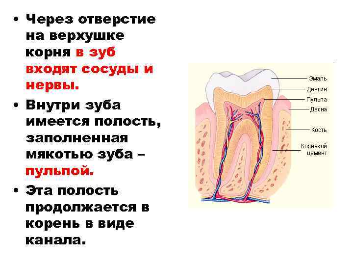 Полость имеется в. Отверстие верхушки корня зуба. Строение верхушки корня зуба. Физиологическое отверстие корня зуба. Анатомическая и физиологическая верхушка корня зуба.