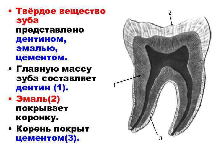 В чем особенность строения дентина какую. Цементно эмалевое соединение зуба. Третичный дентин зуба гистология. Эмалево дентинное соединение. Эмалево дентинные соединения зуба.