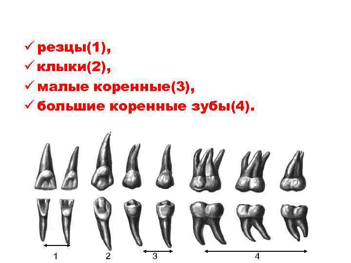 ü резцы(1), ü клыки(2), ü малые коренные(3), ü большие коренные зубы(4). 1 2 3