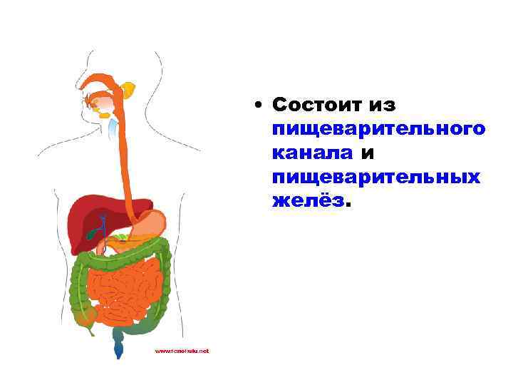 Слепую кишку относят к пищеварительному каналу