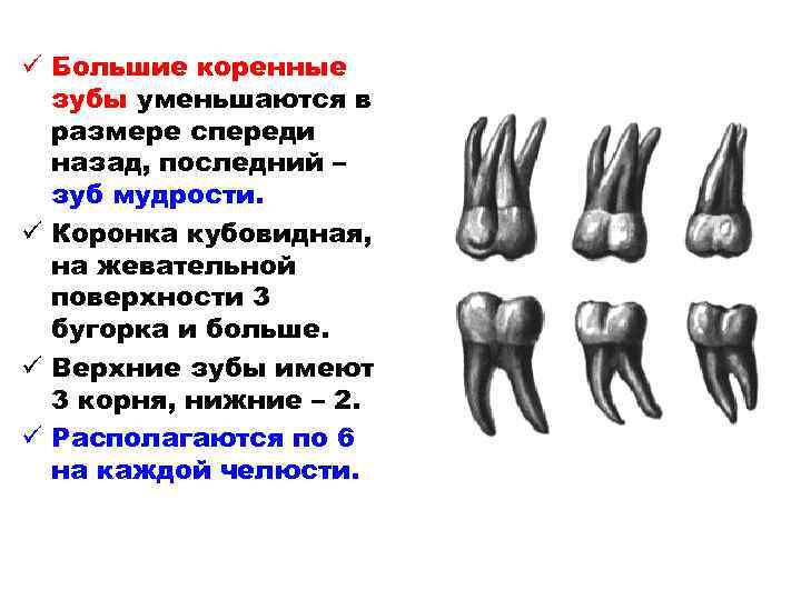 ü Большие коренные зубы уменьшаются в размере спереди назад, последний – зуб мудрости. ü