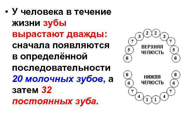  • У человека в течение жизни зубы вырастают дважды: сначала появляются в определённой