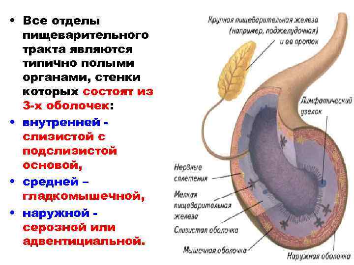  • Все отделы пищеварительного тракта являются типично полыми органами, стенки которых состоят из