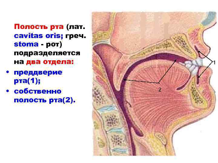 Полость рта (лат. сavitas oris; греч. stoma - рот) подразделяется на два отдела: •