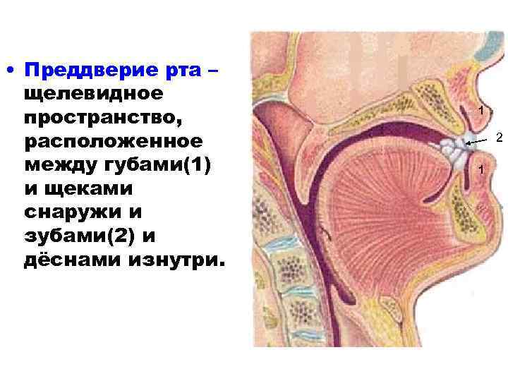 Преддверие рта