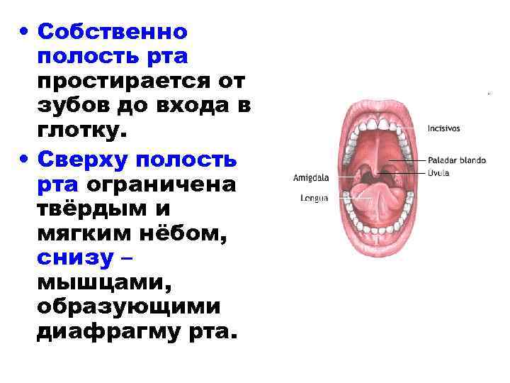  • Собственно полость рта простирается от зубов до входа в глотку. • Сверху