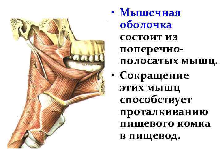  • Мышечная оболочка состоит из поперечнополосатых мышц. • Сокращение этих мышц способствует проталкиванию