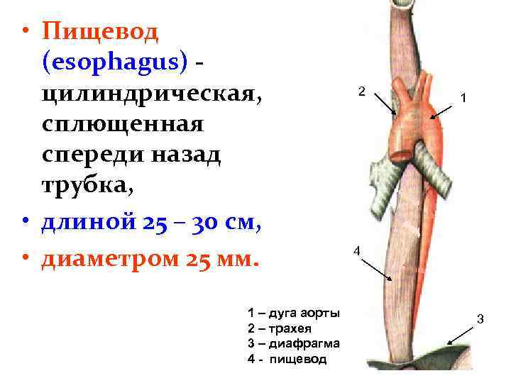 • Пищевод (esophagus) цилиндрическая, сплющенная спереди назад трубка, • длиной 25 – 30