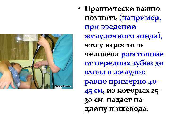  • Практически важно помнить (например, при введении желудочного зонда), что у взрослого человека
