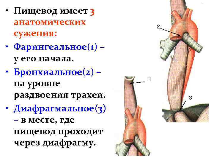 • Пищевод имеет 3 анатомических сужения: • Фарингеальное(1) – у его начала. •