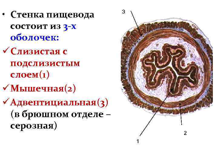  • Стенка пищевода состоит из 3 -х оболочек: ü Слизистая с подслизистым слоем(1)