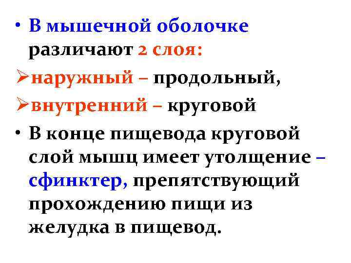  • В мышечной оболочке различают 2 слоя: Øнаружный – продольный, Øвнутренний – круговой