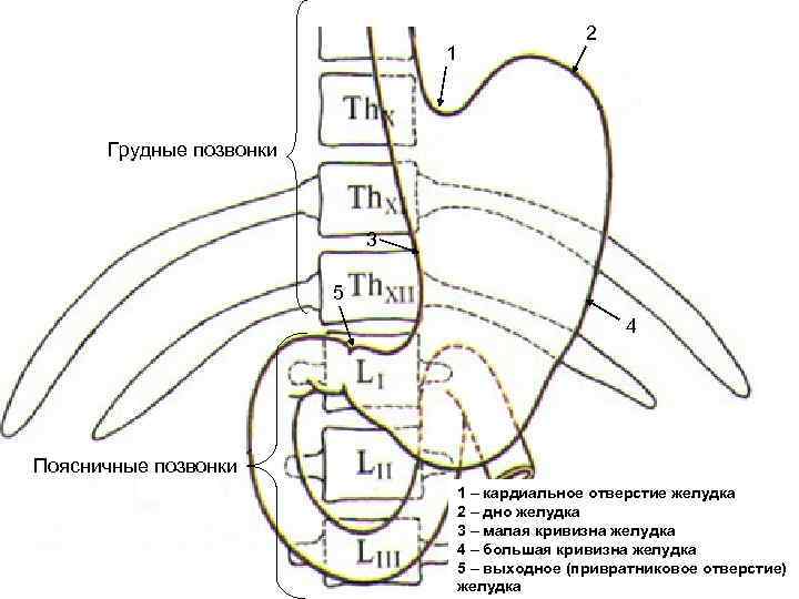 1 2 Грудные позвонки 3 5 4 Поясничные позвонки 1 – кардиальное отверстие желудка