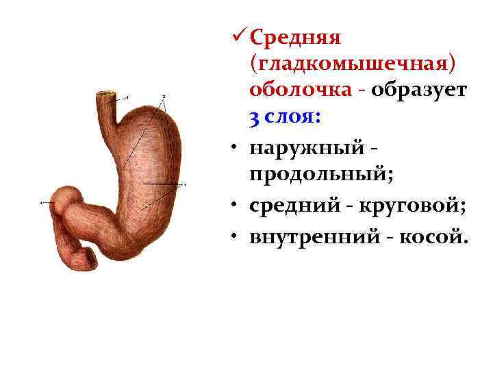 ü Средняя (гладкомышечная) оболочка - образует 3 слоя: • наружный продольный; • средний -