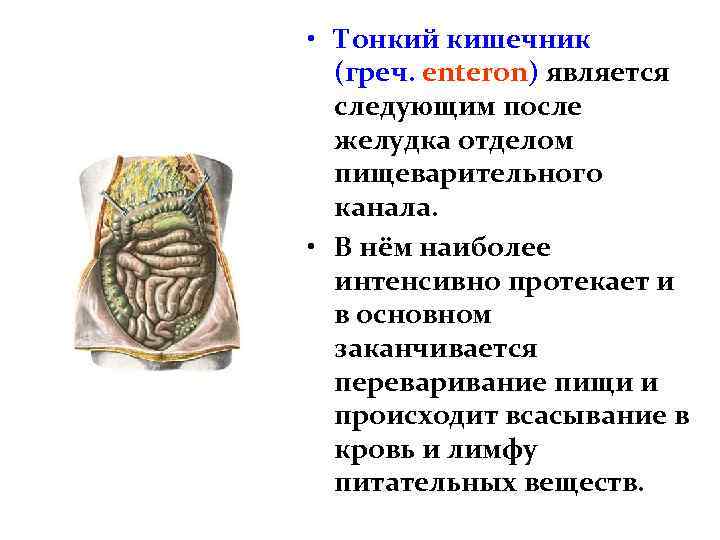  • Тонкий кишечник (греч. enteron) является следующим после желудка отделом пищеварительного канала. •