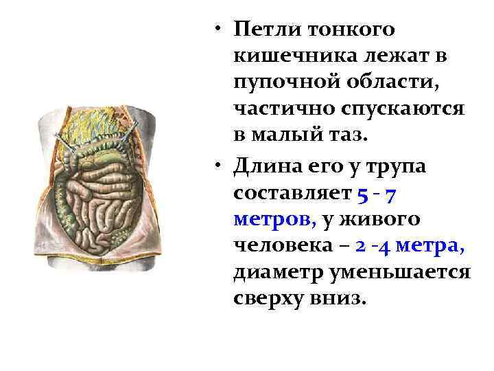  • Петли тонкого кишечника лежат в пупочной области, частично спускаются в малый таз.