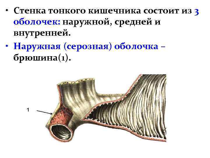  • Стенка тонкого кишечника состоит из 3 оболочек: наружной, средней и внутренней. •