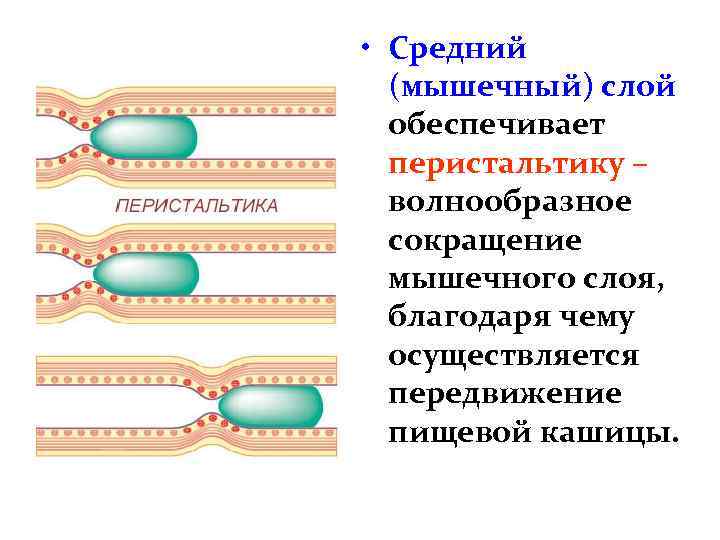  • Средний (мышечный) слой обеспечивает перистальтику – волнообразное сокращение мышечного слоя, благодаря чему