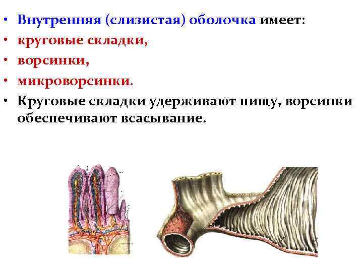 Складки слизистой оболочки желудка. Слизистая оболочка пищевода имеет складки. Складки слизистой оболочки пищевода. Складки слизистой оболочки. Наружные слизистые оболочки человека.