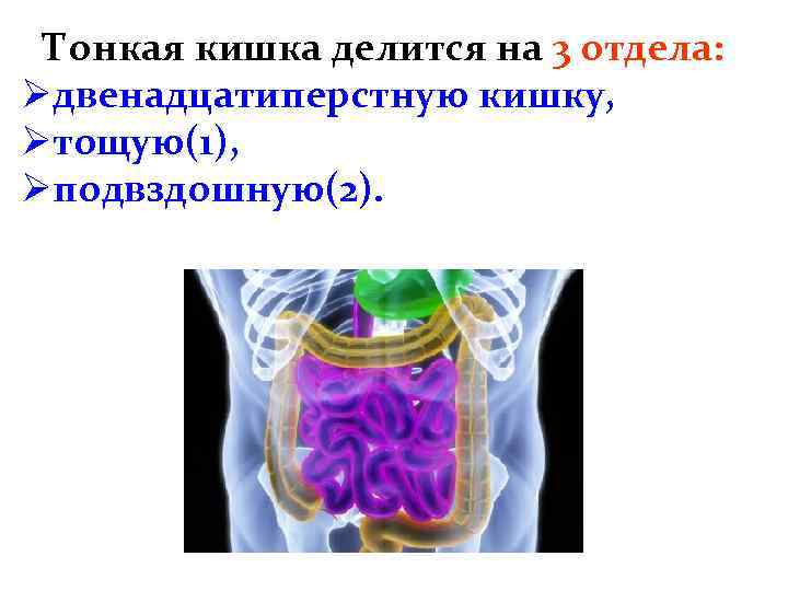 Тонкая кишка делится на 3 отдела: Øдвенадцатиперстную кишку, Øтощую(1), Øподвздошную(2). 