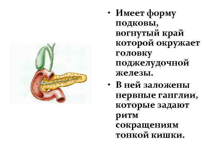  • Имеет форму подковы, вогнутый край которой окружает головку поджелудочной железы. • В
