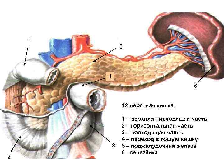 12 перстная кишка фото