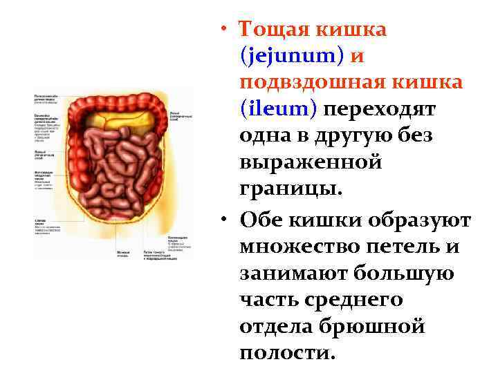 Сальник кишечника что такое