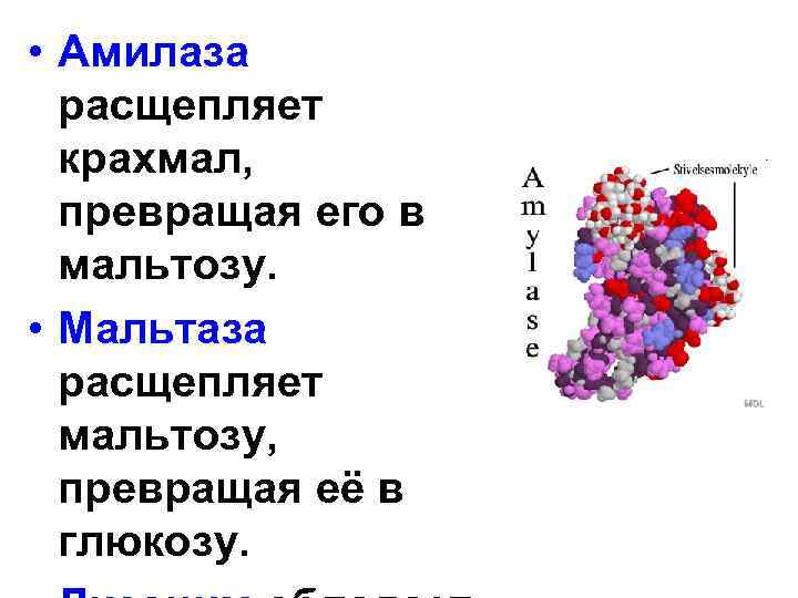 Что такое амилаза. Крахмал амилаза мальтаза. Амилаза функция. Амилаза расщепляет крахмал. Фермент амилаза расщепляет.