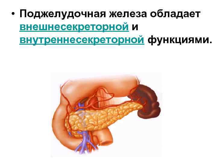 Поджелудочная железа относится к пищеварительной. Внешнесекреторная недостаточность поджелудочной железы. Внешнесекреторная функция поджелудочной железы. Исследование внешнесекреторной функции поджелудочной железы. Экскреторная функция поджелудочной железы.