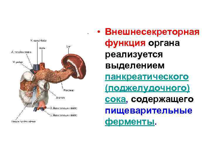  • Внешнесекреторная функция органа реализуется выделением панкреатического (поджелудочного) сока, содержащего пищеварительные ферменты. 