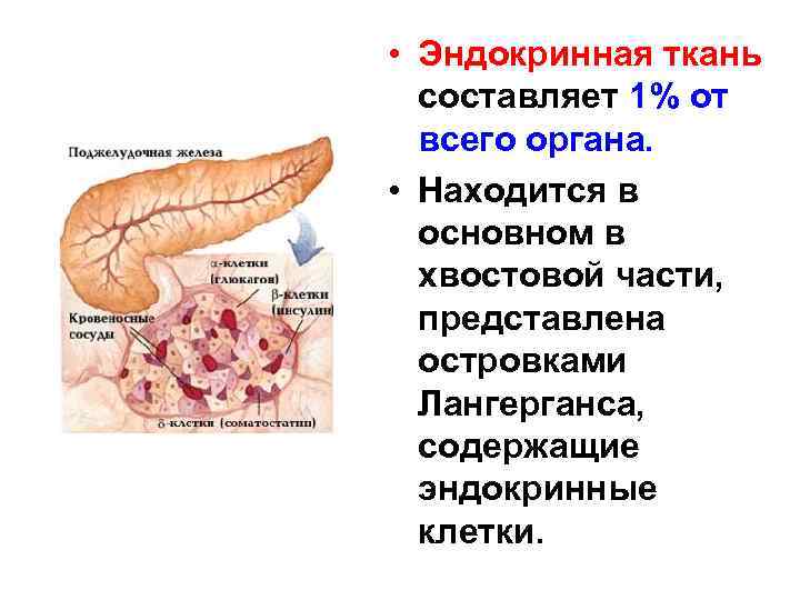  • Эндокринная ткань составляет 1% от всего органа. • Находится в основном в