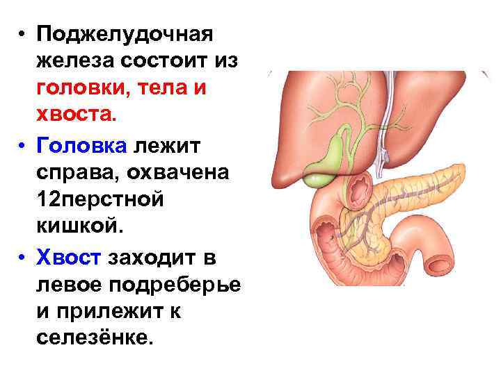  • Поджелудочная железа состоит из головки, тела и хвоста. • Головка лежит справа,