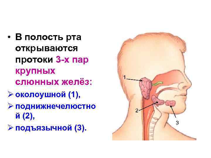 Большие железы. Бужирование протоков слюнных желёз. Бужирование протоков слюнных желез. В ротовую полость открываются протоки слюнных желез. Железы в ротовой полости открывается проток околоушной.