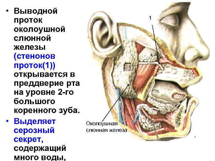 Строение околоушной железы. Выводной проток околоушной железы название. Околоушная железа анатомия. Воспаление щечных слюнных желез.