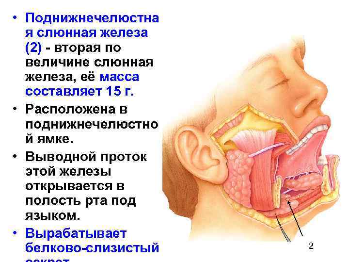  • Поднижнечелюстна я слюнная железа (2) - вторая по величине слюнная железа, её