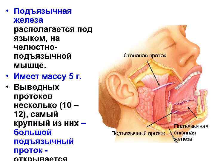  • Подъязычная железа располагается под языком, на челюстноподъязычной мышце. • Имеет массу 5