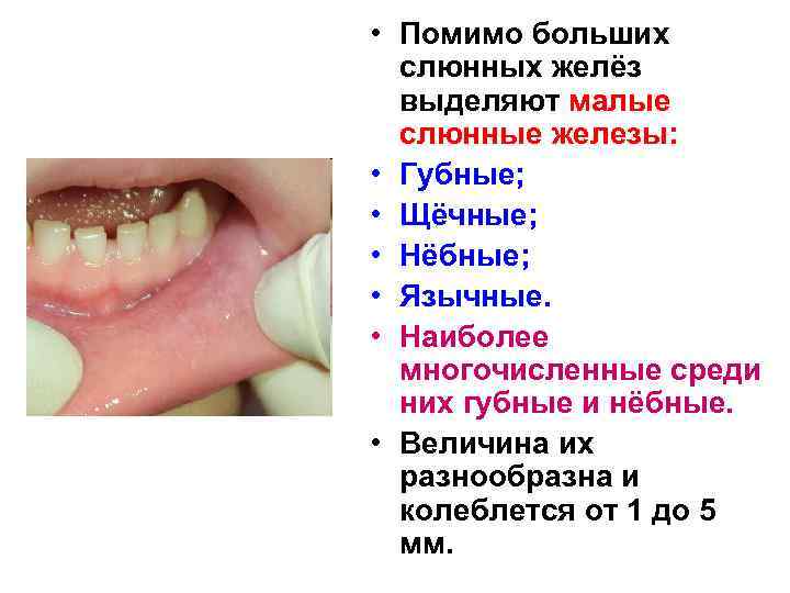  • Помимо больших слюнных желёз выделяют малые слюнные железы: • Губные; • Щёчные;