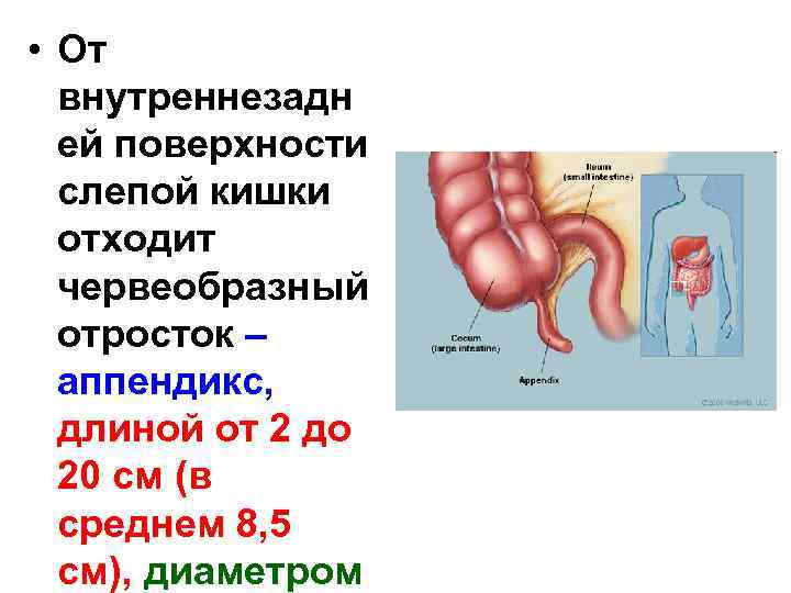 Симптомы боли слепой кишки. Слепая кишка с аппендиксом начальный отдел Толстого кишечника. Червеобразный отросток слепой кишки. Функции слепой кишки и червеобразного отростка. Аппендикс отходит от кишки.