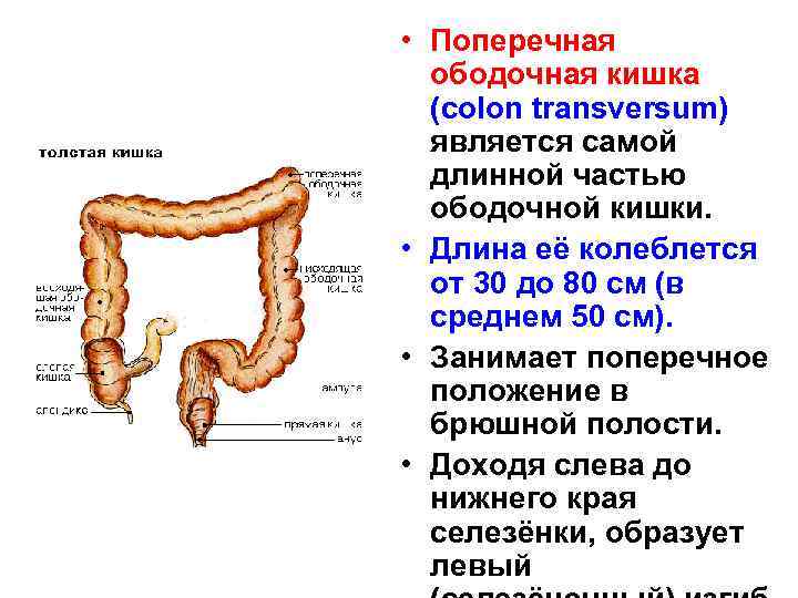 Сигма кишечника. Сигмовидная ободочная кишка расположена. Строение ободочной кишки анатомия. Строение Толстого кишечника человека. Строение Толстого кишечника анатомия.
